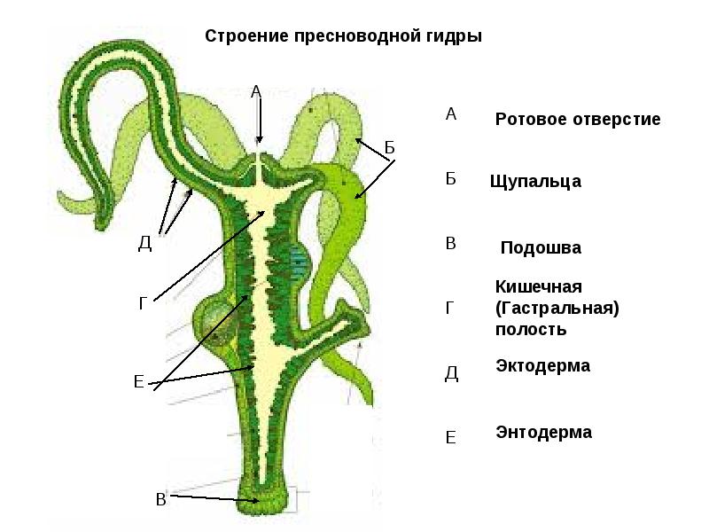 Не загружает фото на мегу с телефона